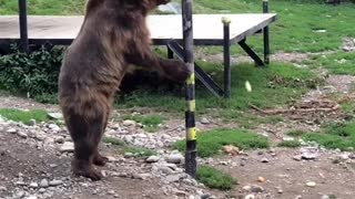 Smart Bear Gets Its Treats