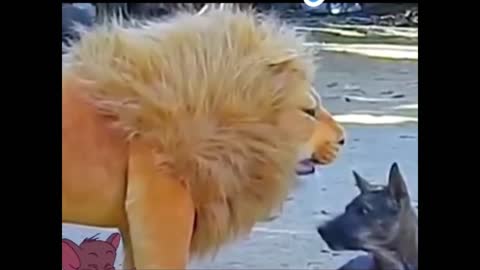 Lion prank on innocent dog_1080p