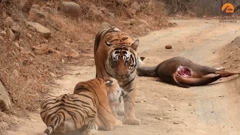 Tigress Tries Stealing Huge Male’s Meal