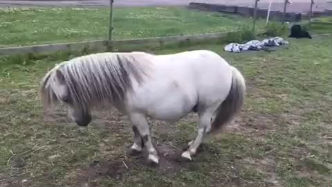 Shetland pony shows off his piaffe