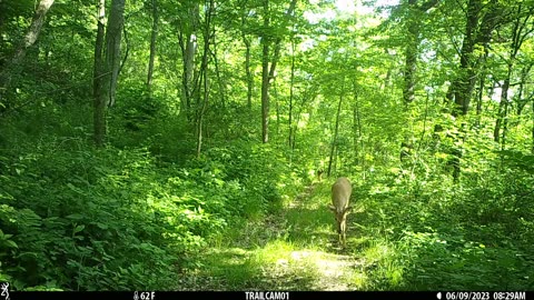 Bucks lower trail
