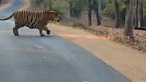 300 kg tiger crossing road in kanha tiger reserve.