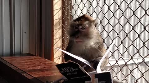 Monkey goes postal on her 21st birthday