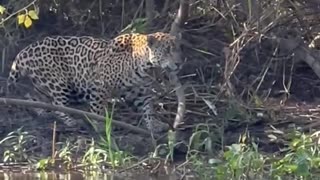 jaguar in the Pantanal on the prowl