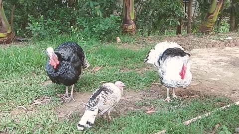 Turkey Animals....Wild Turkey Sounds