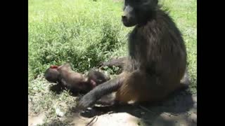 Orphaned baboons look after each other