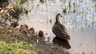 Mum and Baby Ducks