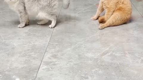 Funny Cute Cat 🐱 Video 💞