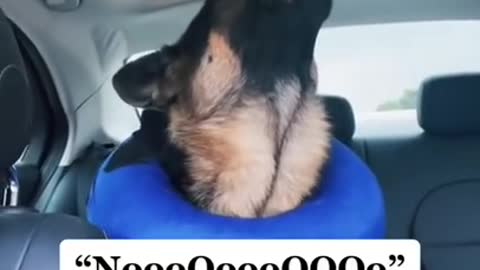 German Shepherd is not happy with owner after getting neutered...