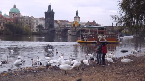 Happy couple feeding swans