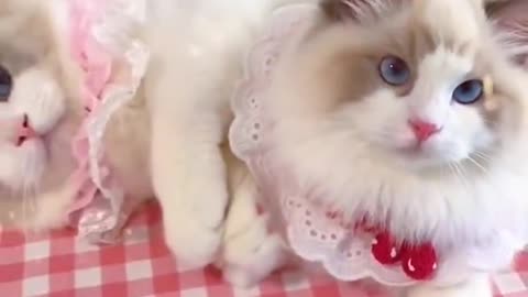 Aww cute cat videos funny ❤️ Cat Cash Compilation chines💚