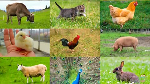 The sound of farm animals with their name in English