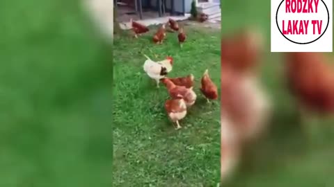 chicken funny videos _ funny animal videos 2024