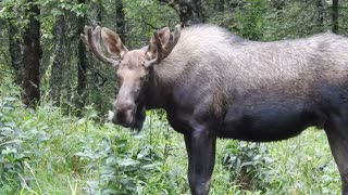 Moose and Cat