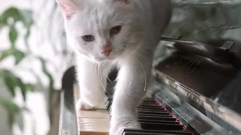 Cat on Keys: A Musical Comedy