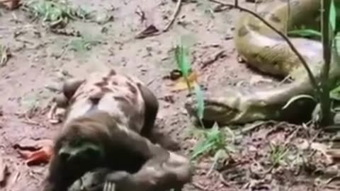 Sloth fearlessly crawls past an anaconda 🦥🐍 #FearlessSloth #WildlifeAdventure #AnacondaEncounter