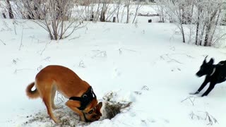 10 best dog footage in the world