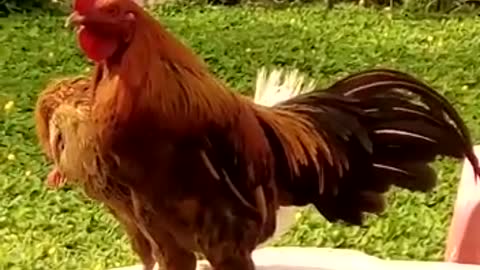 Funny -Laughing Chicken