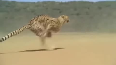Cheetah-chase compition