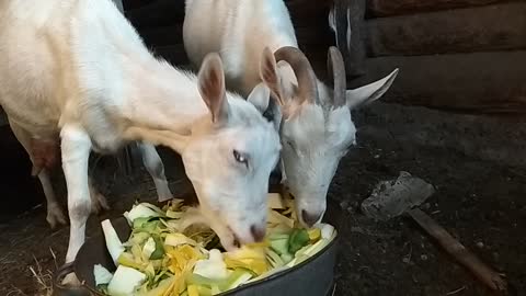 Two sister of goat
