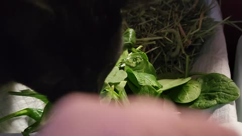 kitten steals guinea pigs' spinach