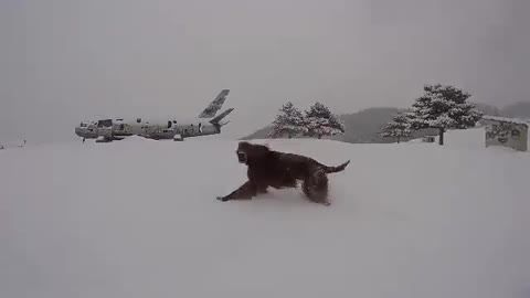 Dog completely loses his mind following epic snowfall