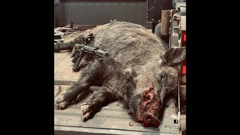 314 lb boar 5-26-23