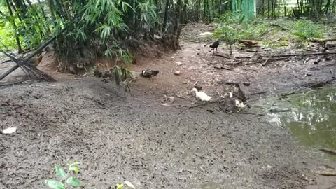 Beautiful nature Duck near pond Into the nature