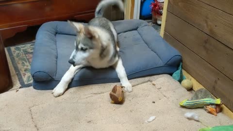 30 Second of MICCO, our new Husky Pup