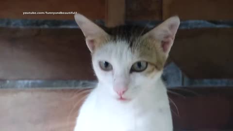 funny animal cat