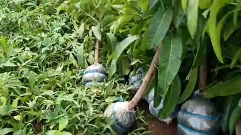 MANGO ROOTS ATTACHING, HARVEST cut & PLANTING, THE COMBINED TECHNOLOGY BY GHA AGRI TV+TUTORIAL &TIPS