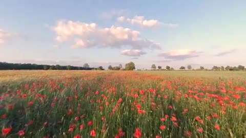 3D VR-Meditation Nature VR-drone flying field of poppies Relaxation music