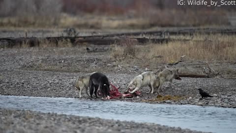 Wolves Feast on Elk in Grand Teton