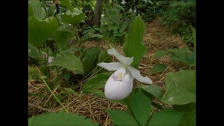 Small Showy Lady Slipper Bloom A Little Something for You June 2020