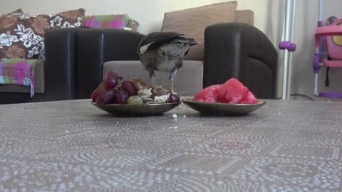 I set a table for my funny birds that they love fruits!