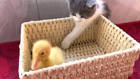 The kitten is madly in love with the duckling.