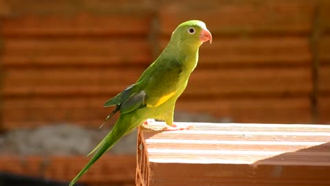 parrot brazilian bird