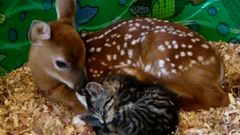 Baby deer mothering baby kitten