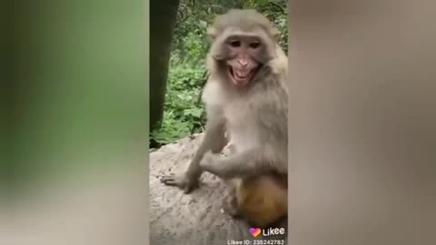 Funny monkey 0