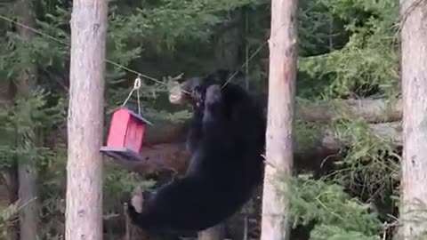 Bear using Acrobatic skills to reach Birdseed feeder