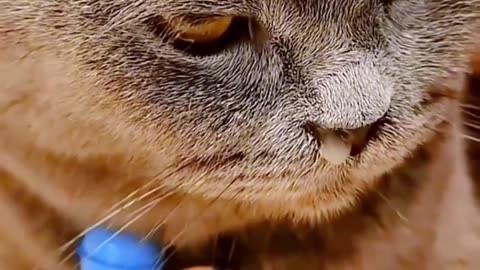 new funny videos 2023 #animals #fails #shorts #comedy #funny #funnyvideo #kitten #fun