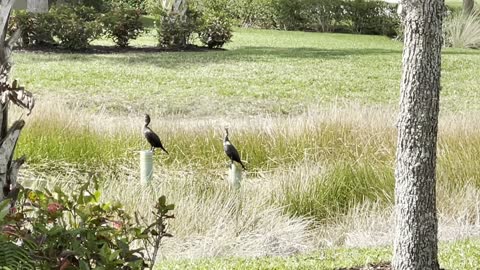 4K Double Crested Cormorants #4k #dolbyvision #fyp