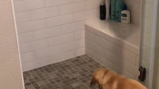 Cute puppy loves the shower! Cuteness overload!