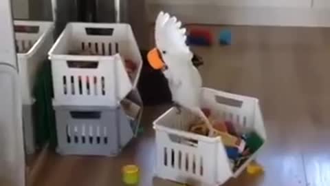 funny birds playing