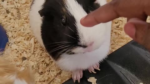 My guinea pigs loves to eat but hate being rubbed.