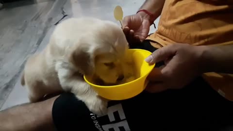 Hungry Baby Golden Retriever