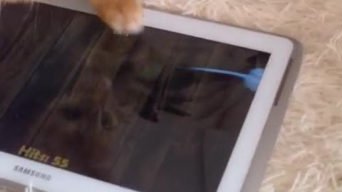 cat tries to catch a virtual mouse