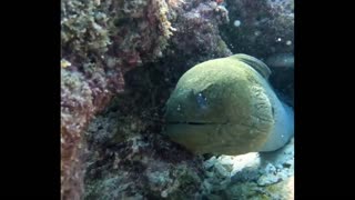 filming this Moray Eel