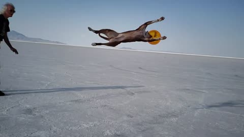 Slow motion captures dog's epic frisbee hang time