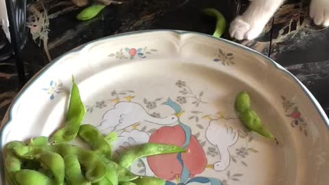 Kittens go bonkers with edamame